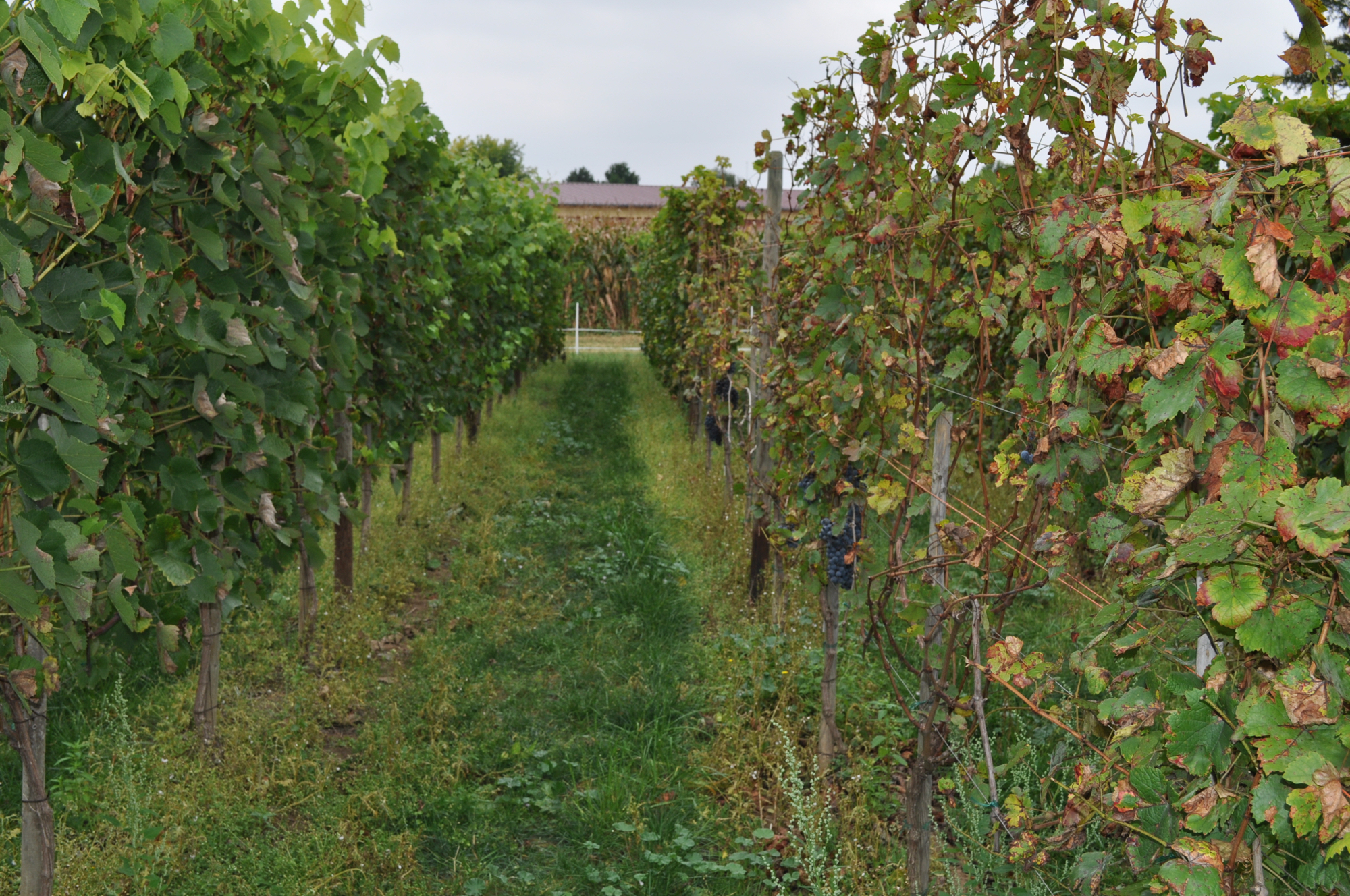A gauche: vigne résistante au midiou, à droite du merlot touché par la maladie