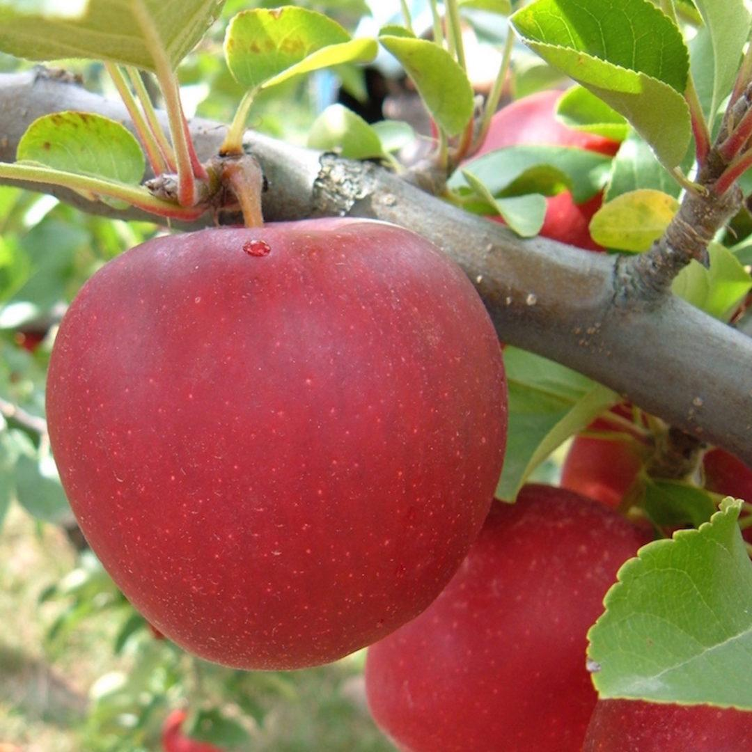 Variété de pomme Variété de pomme